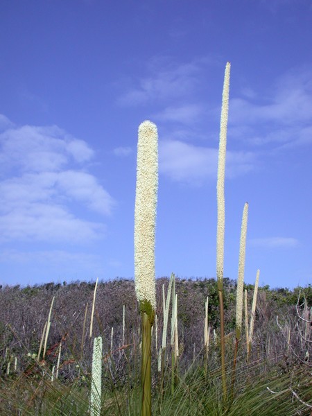 Grass Tree